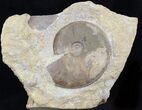 Dorsetensia Ammonite (Somerset, England) - Cyber Monday Deal! #30785-1